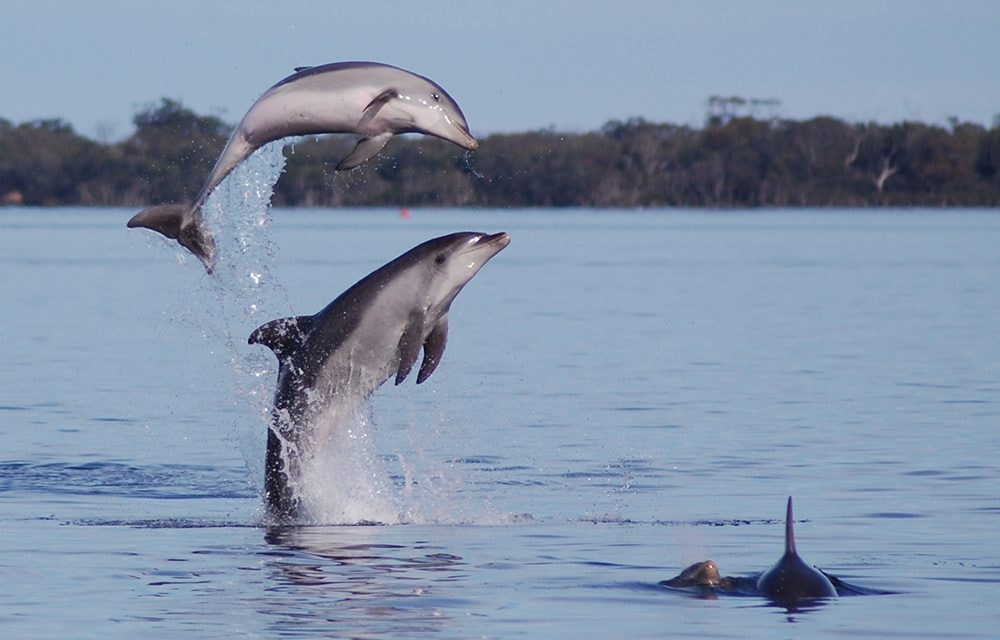 Dolphins & Whales