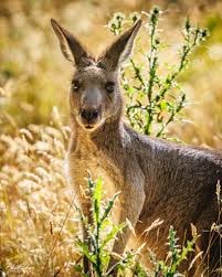 Kangaroos & Wallabies