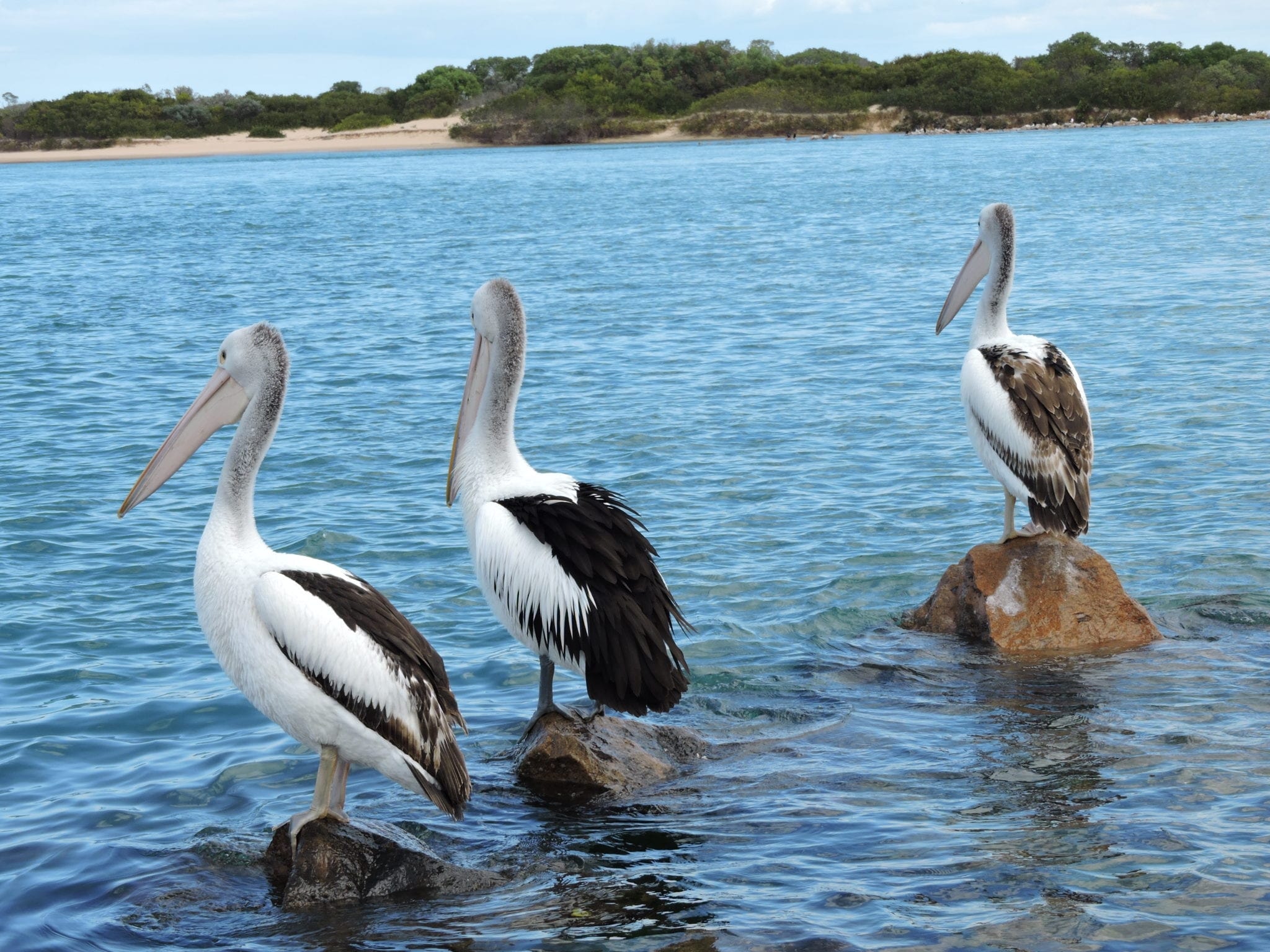 Pelicans