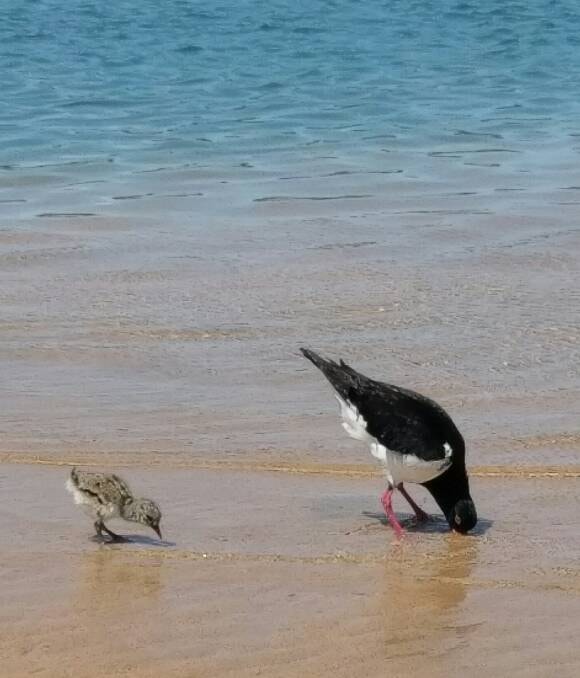 Seabirds