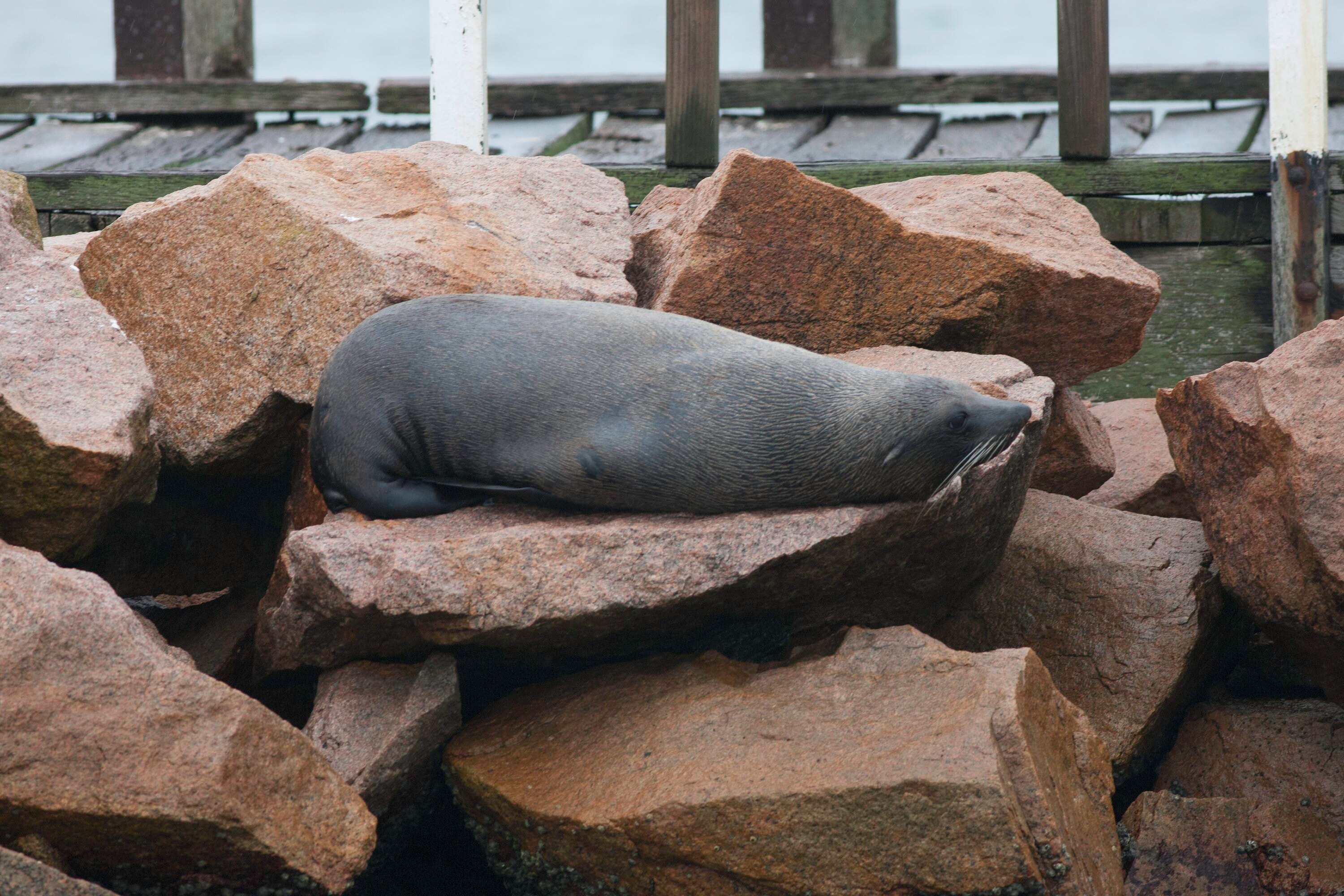 Seals