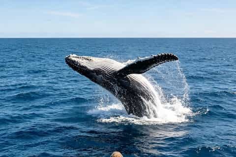 Dolphins & Whales 2